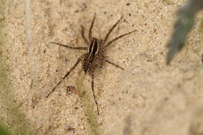 Pardosa_monticola_D3023_Z_82_NP De Hoge Veluwe_Nederland.jpg